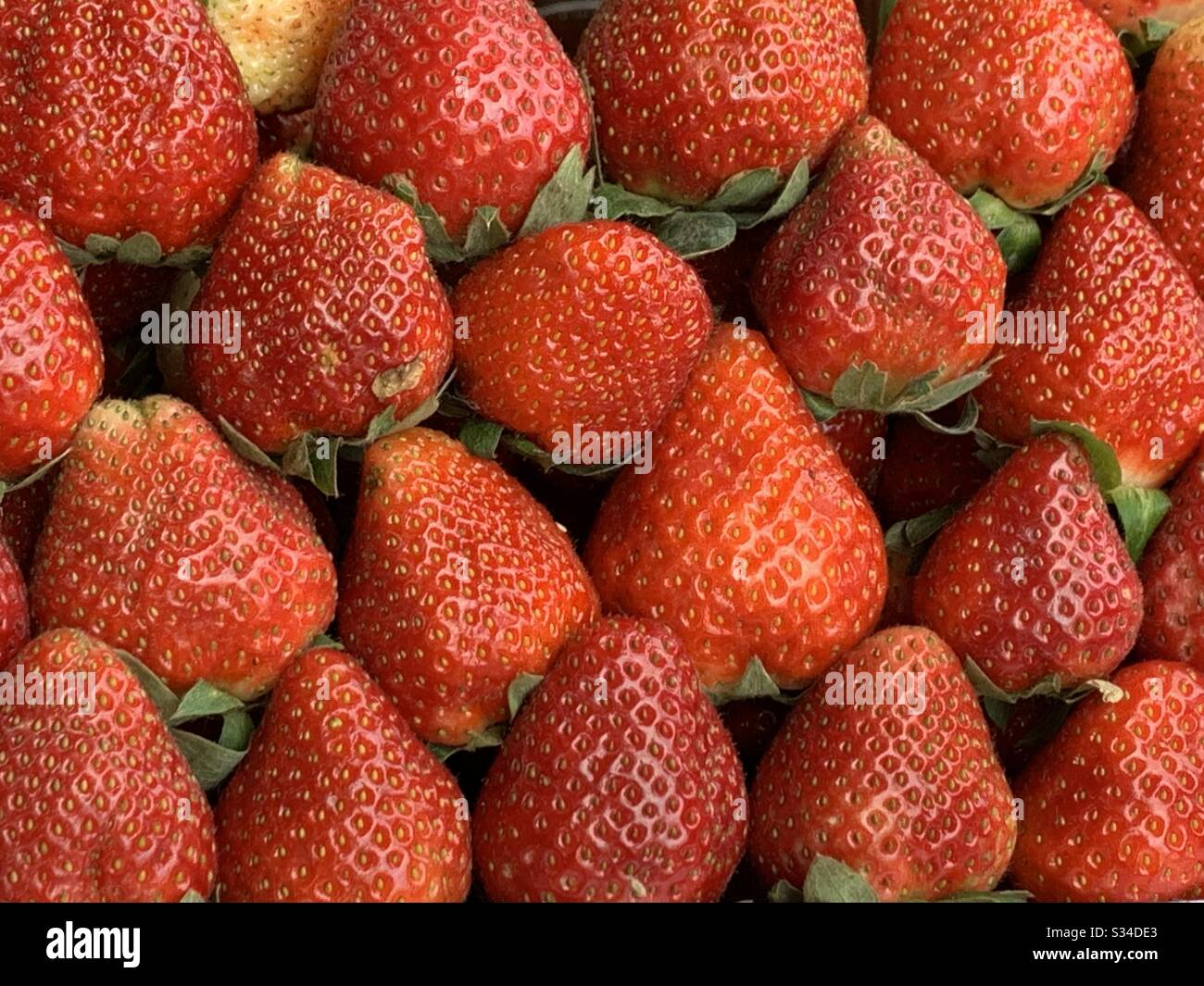 Freshly harvested strawberries are neatly arranged for selling in the market. What a plump and juicy treat! Stock Photo