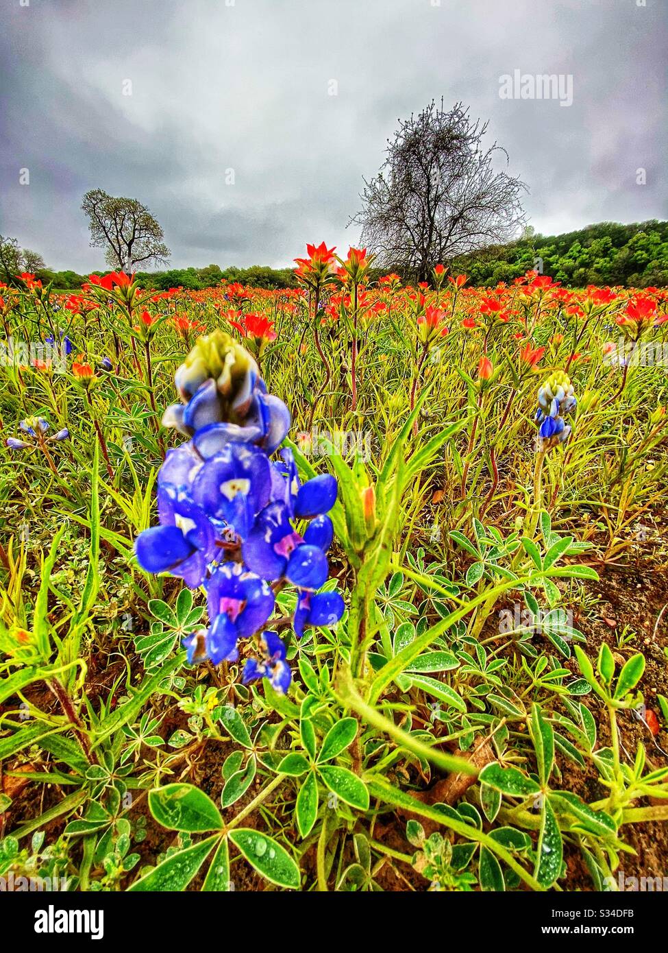 Bluebonnets sling the Brazos River in Hood County TEXAS Stock Photo