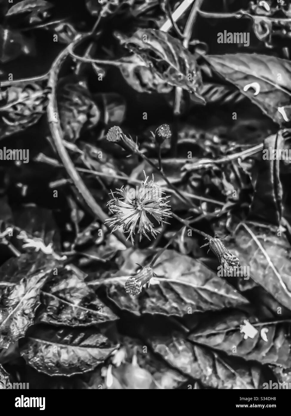 Wildflowers wildflower Black and White Stock Photos & Images - Alamy
