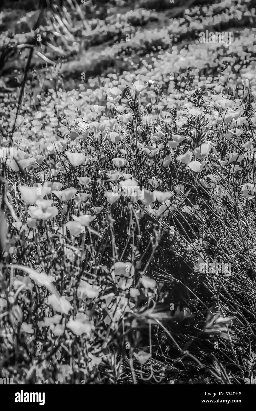 Poppy black and white Black and White Stock Photos & Images - Alamy