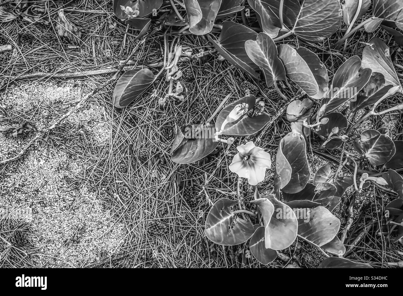 Wildflowers in nature Black and White Stock Photos & Images - Alamy