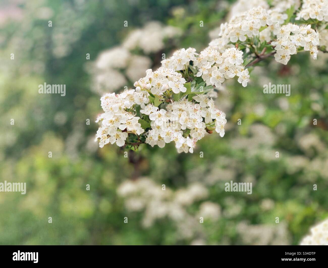 A close up view of delicate white spring blossom on the branch of a tree with copy space and blurry green background in nature - Smartphone Captured Stock Image