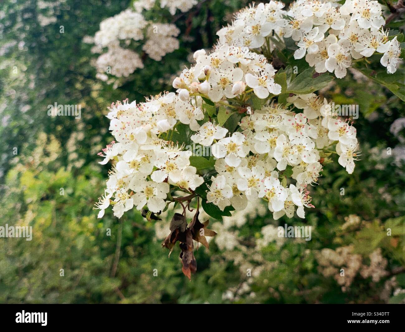 A close up view of delicate white spring blossom on the branch of a tree with copy space and blurry green background in nature - Smartphone Captured Stock Image