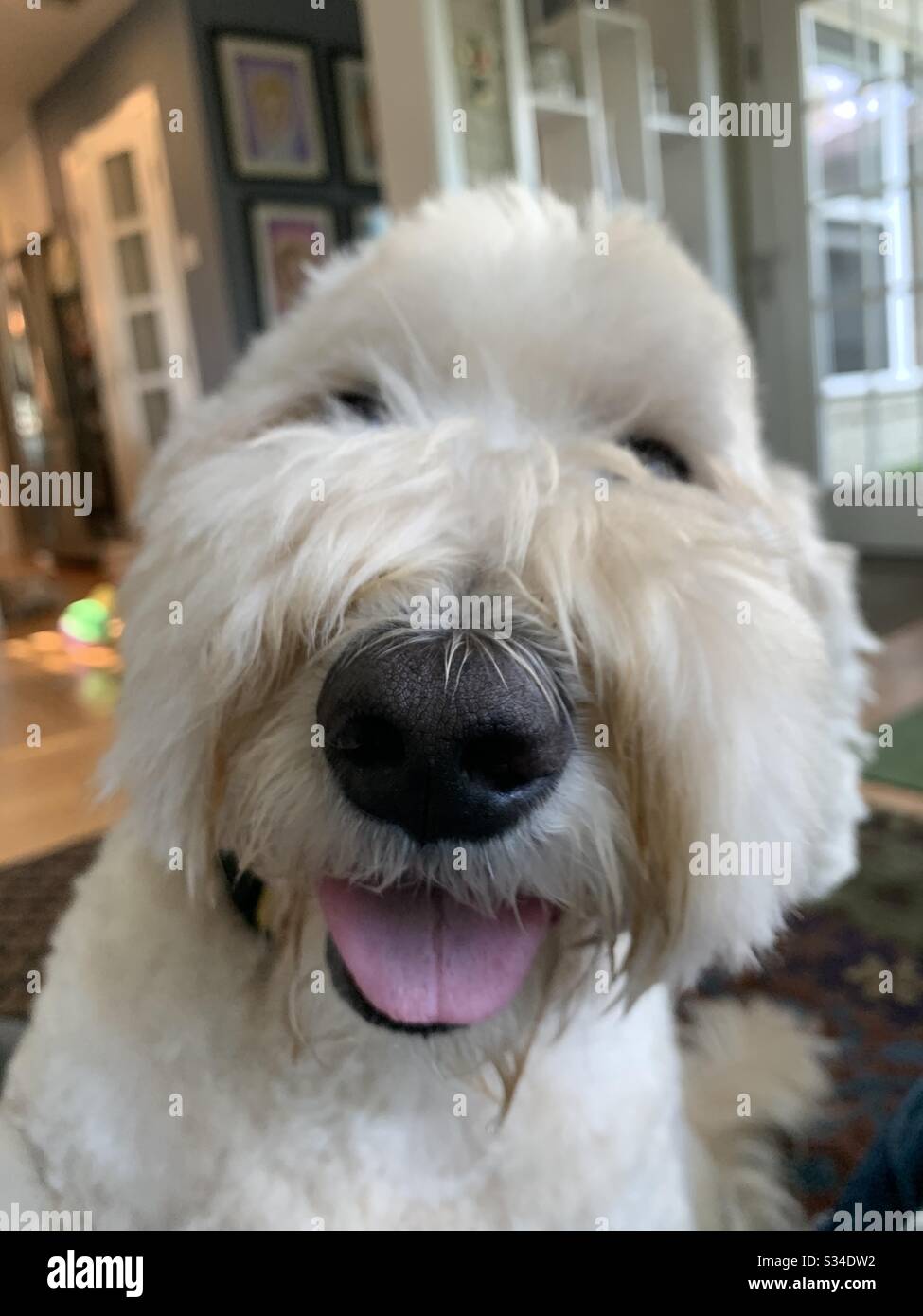 Very happy dog gets very close Stock Photo Alamy