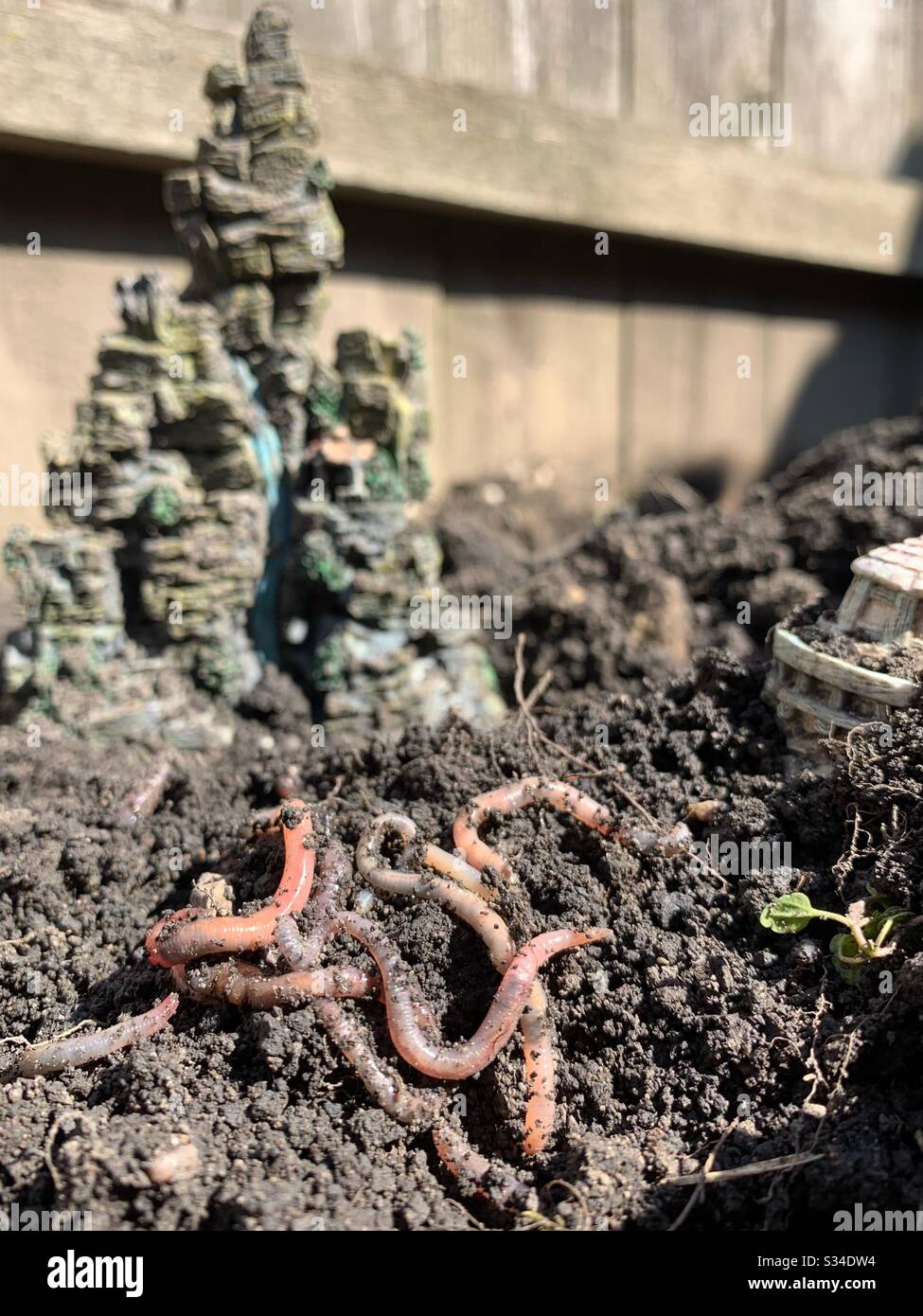 Very decorative earthworm garden Stock Photo