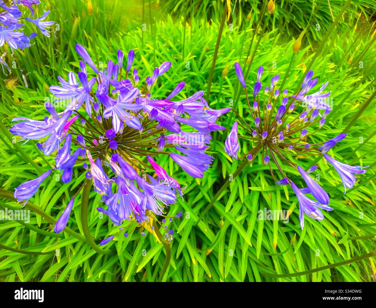 Purple flowers and green leaves hi-res stock photography and images - Alamy