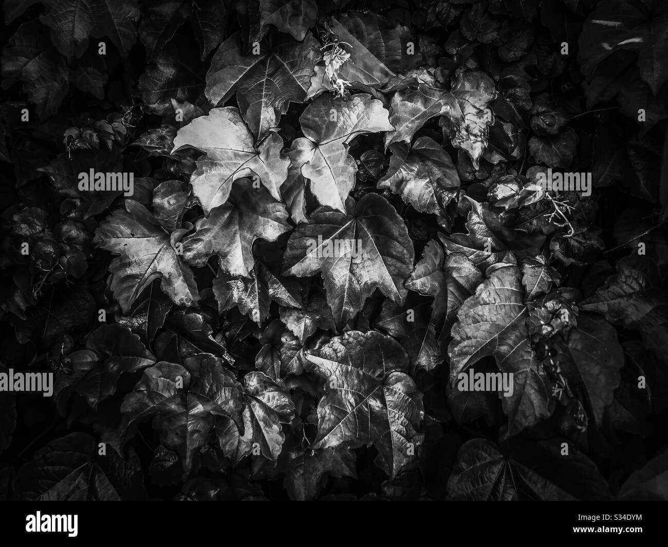 Closeup Leaves Texture Background In Black And White Stock Photo Alamy