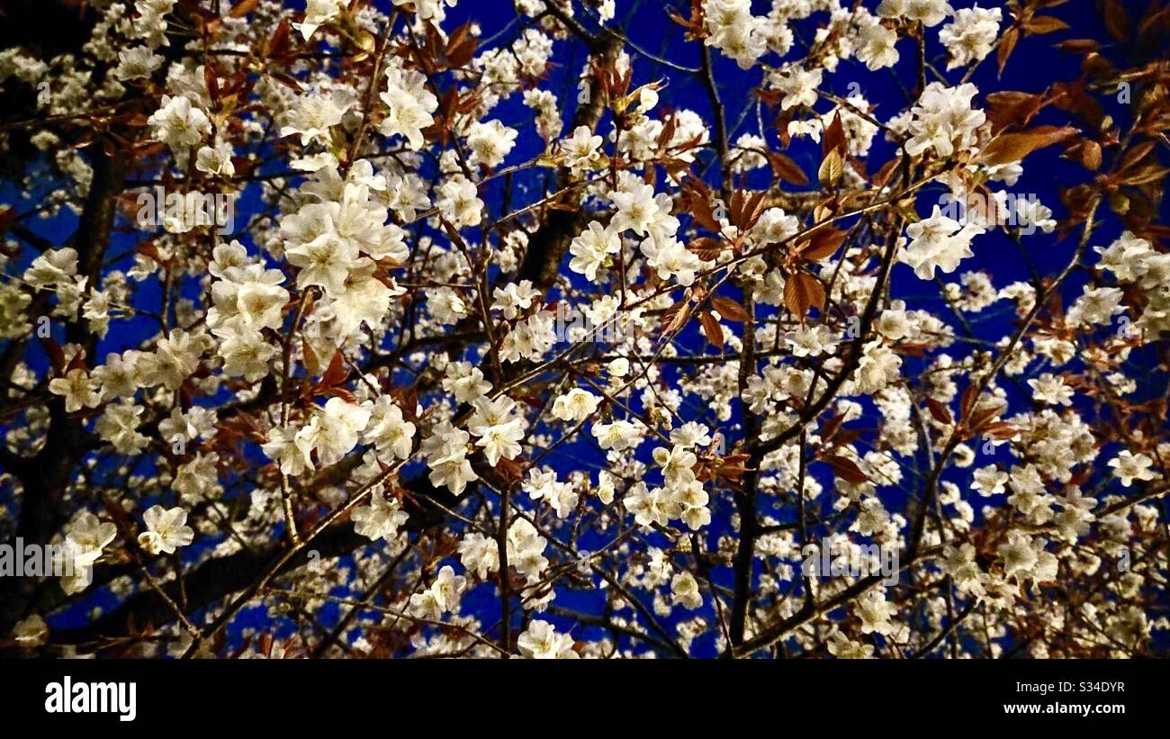 Hanami at night: sakura cherry blossoms against the night sky in Japan - Smartphone Captured Stock Image
