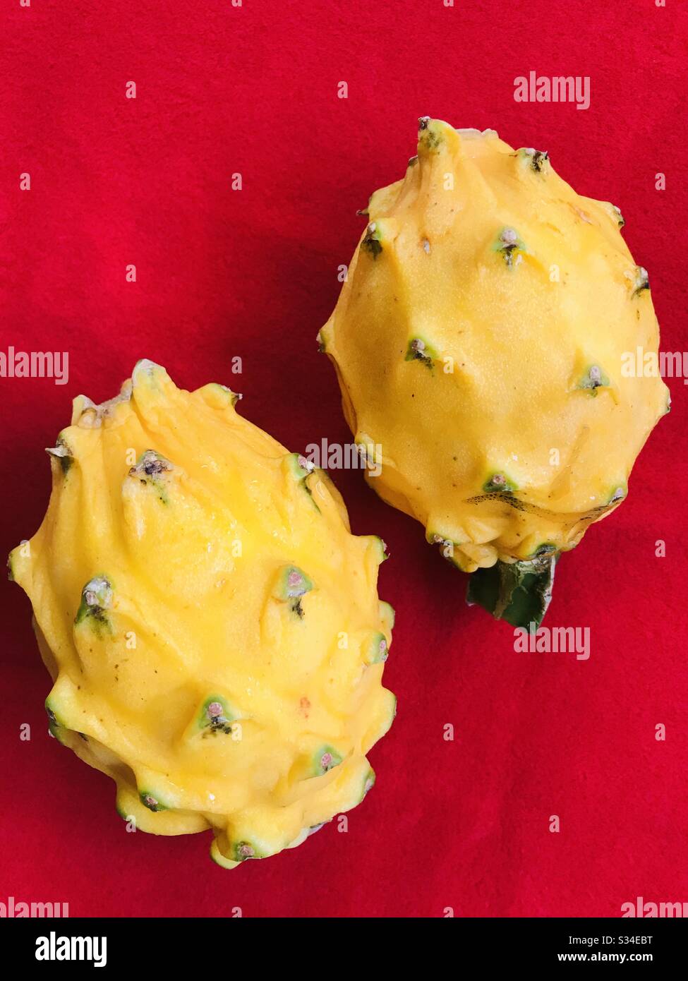 yellow dragon fruit aka Pitahaya Amarilla a natural exotic fruit from Ecuador - imported fruit with red background- primary colours - variety of cactus & succulent Stock Photo