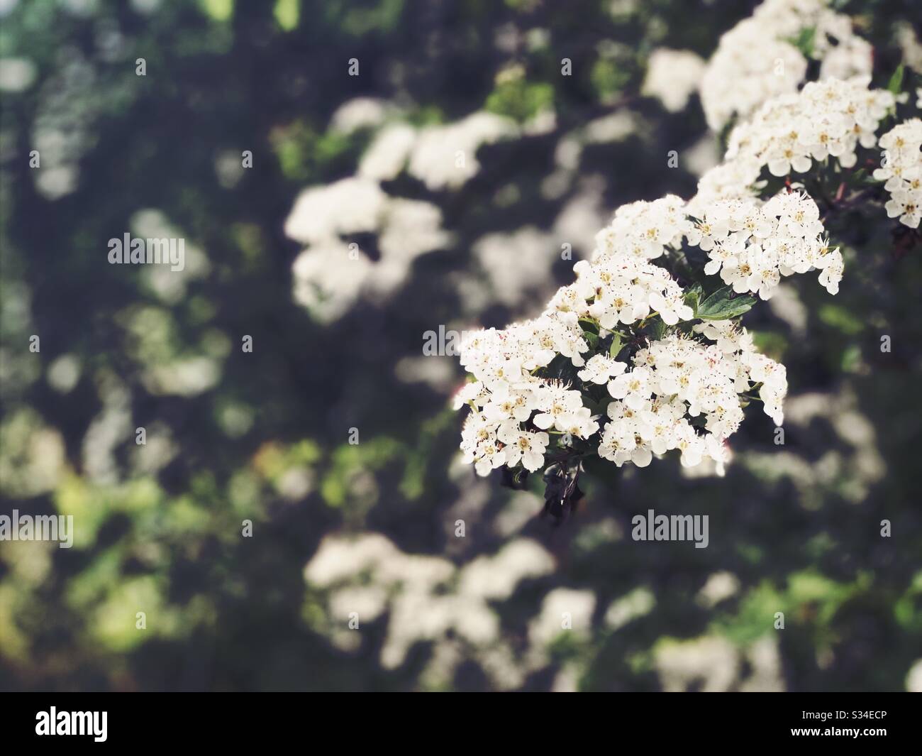 A close up view of delicate white spring blossom on the branch of a tree with copy space and blurry green background in nature. Dark shades of green in background with copy space - Smartphone Captured Stock Image