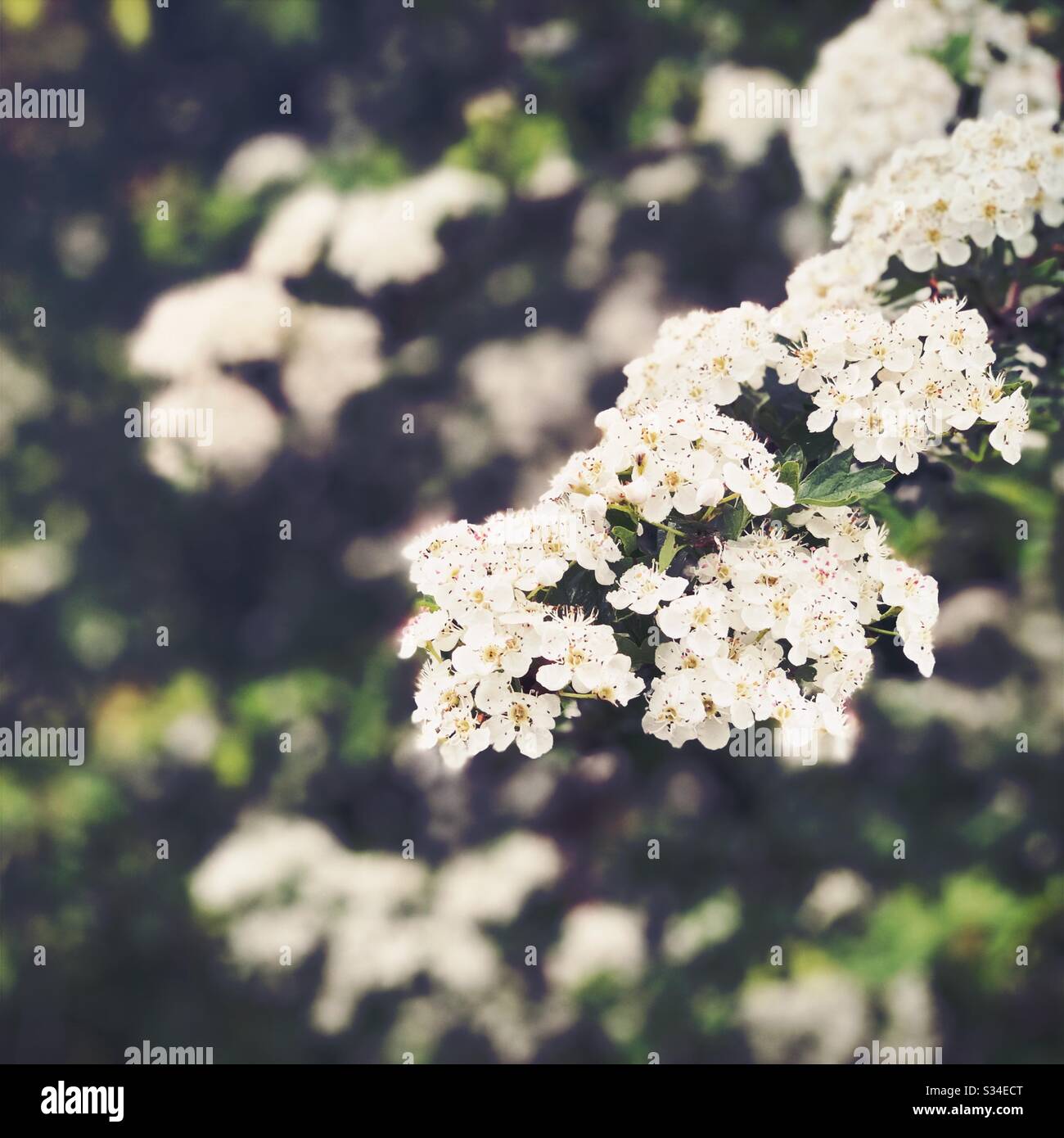 A close up view of delicate white spring blossom on the branch of a tree with copy space and blurry green background in nature. Dark shades of green in background with copy space - Smartphone Captured Stock Image