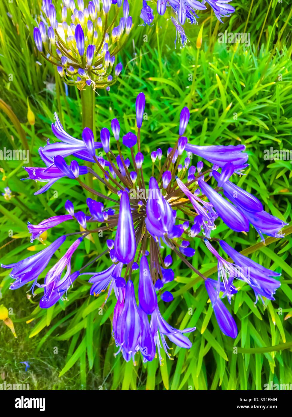 Closeup blooming purple flowers with green leaves background Stock ...
