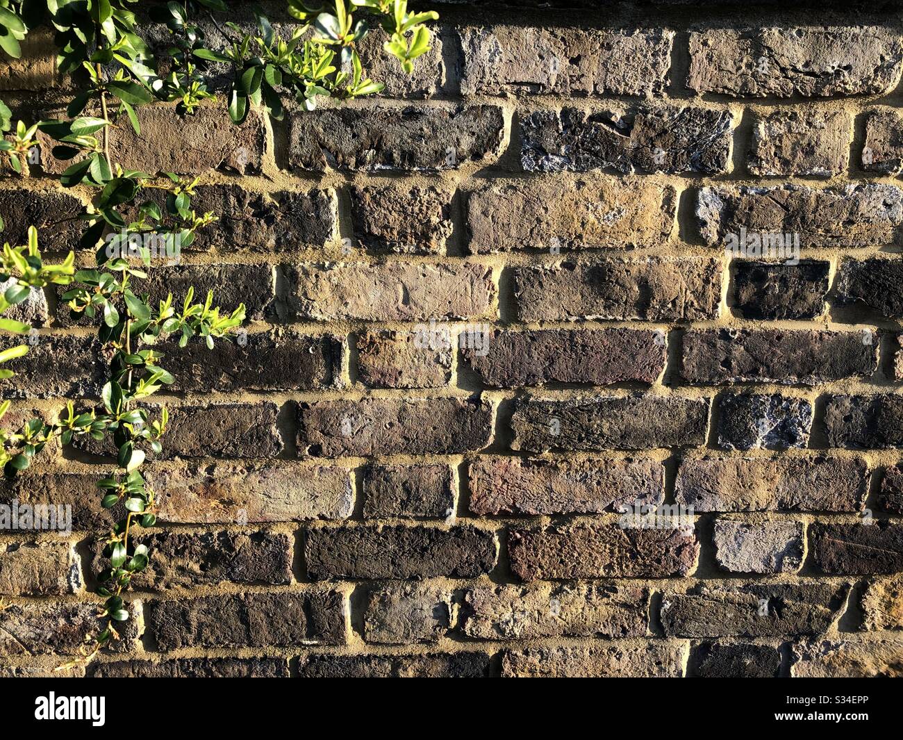 Picture of Wall greenery hi-res stock photography and images - Alamy