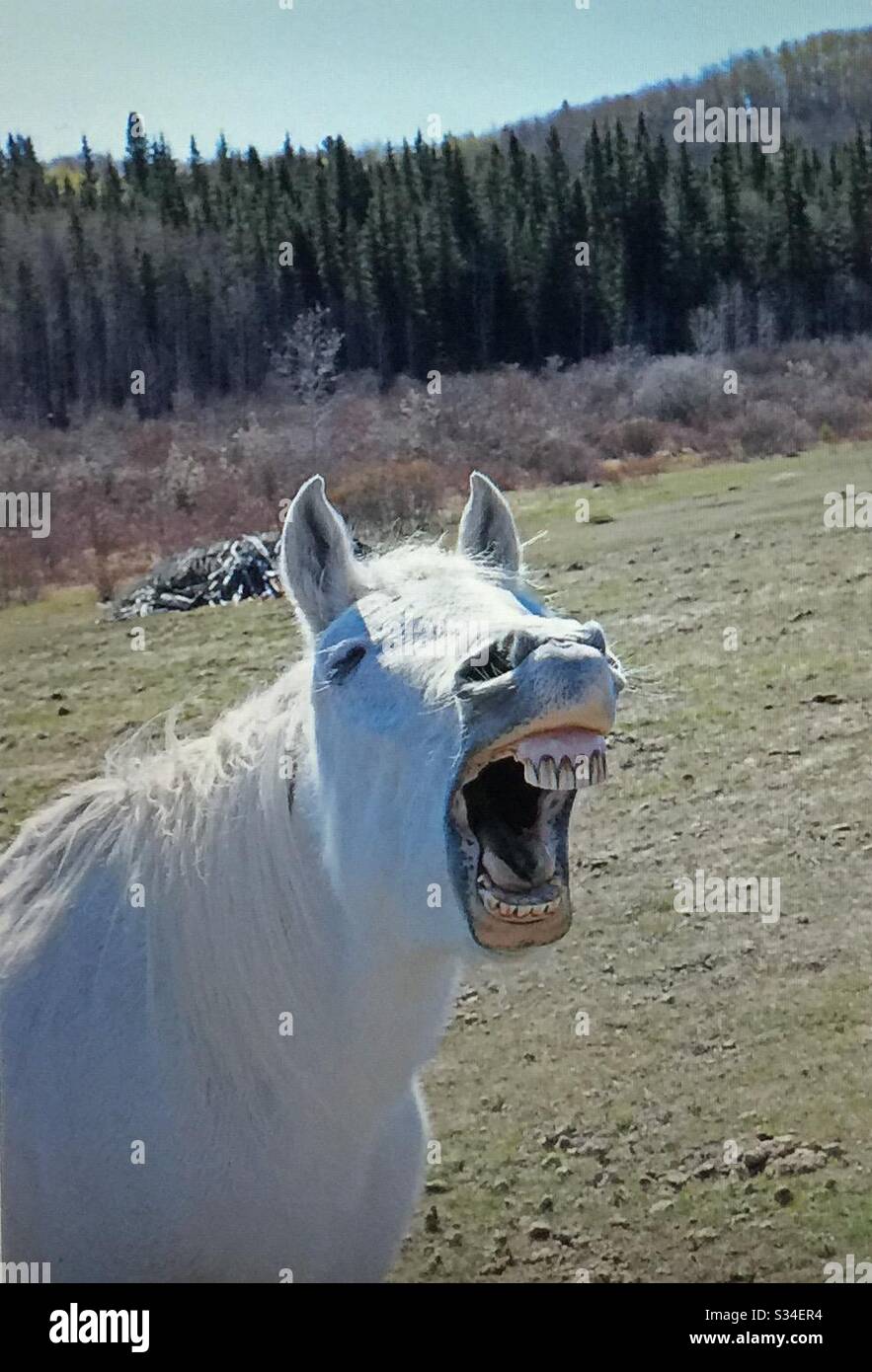 White horse relaxing and yawning Stock Photo Alamy