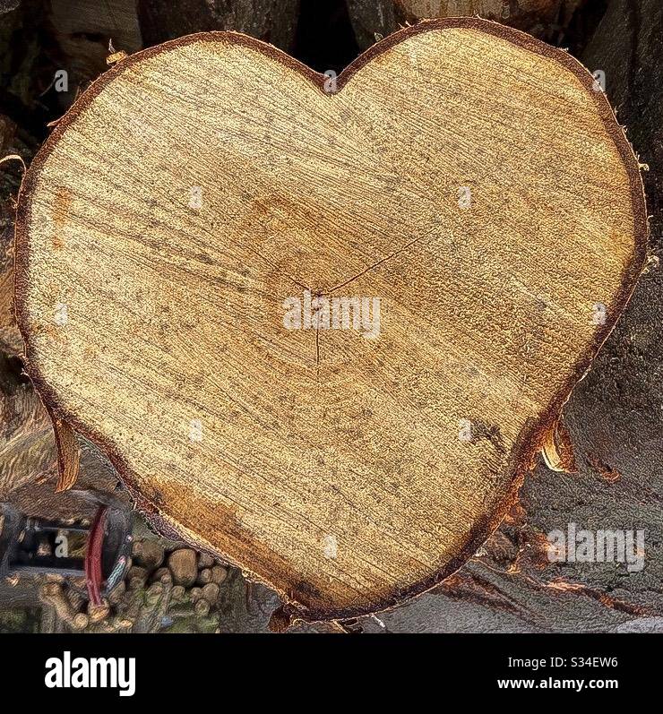 Trees - Smartphone Captured Stock Image