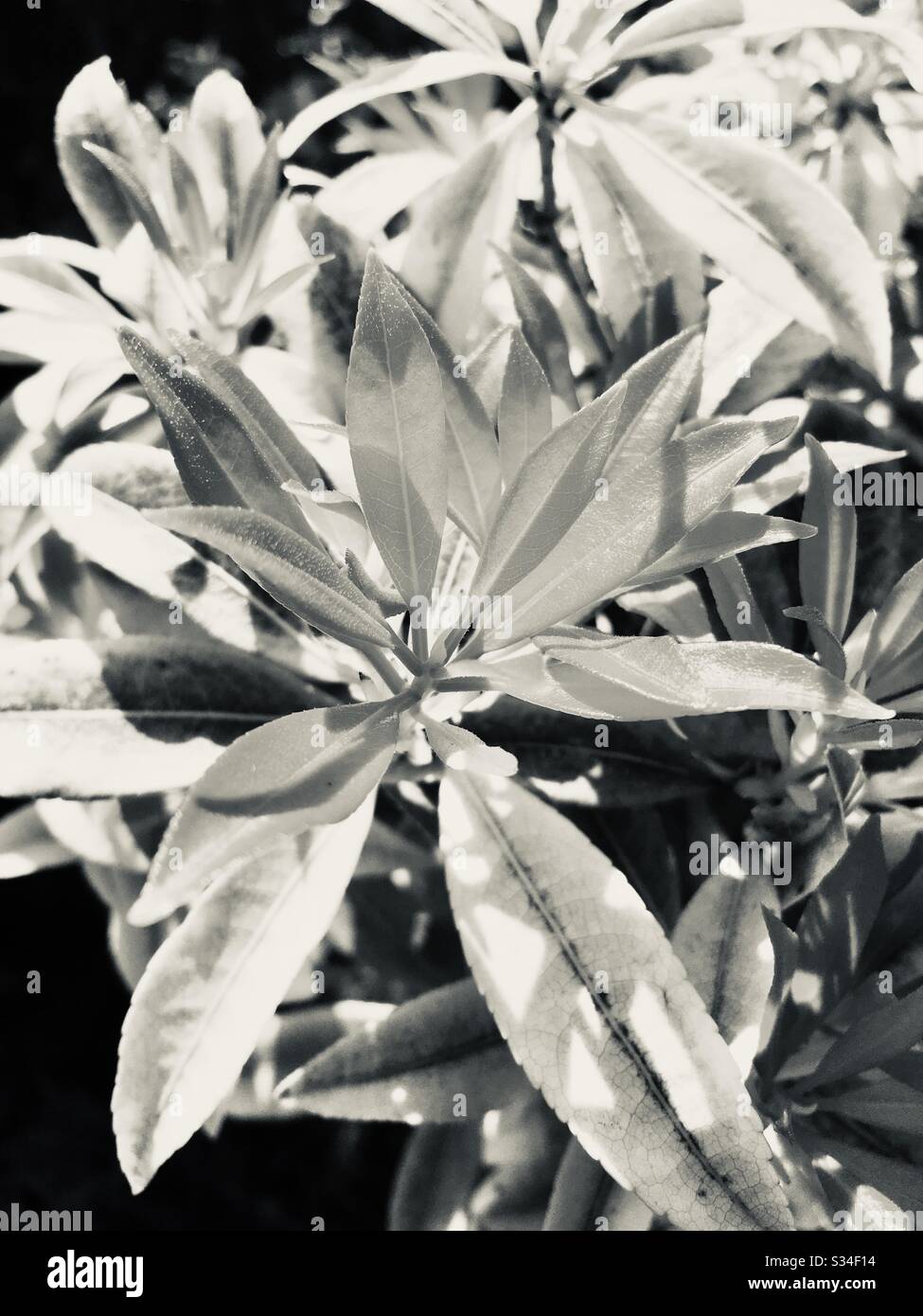 Black and white spring flower - Smartphone Captured Stock Image