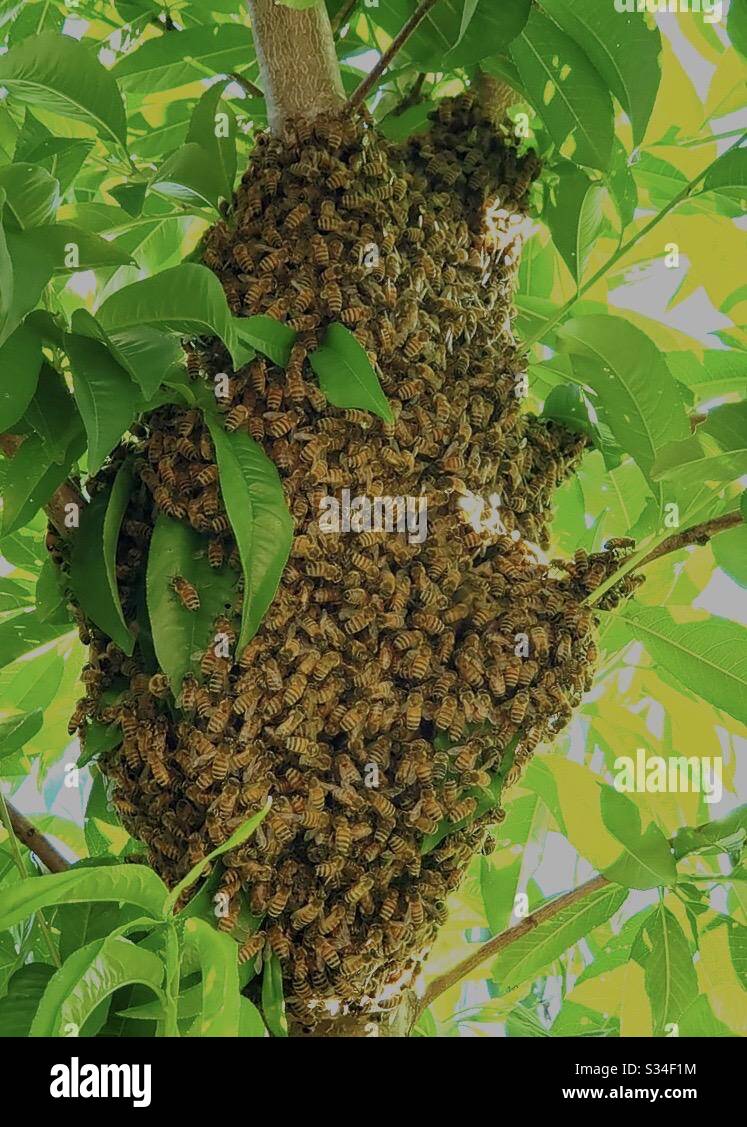 Beehive hanging from tree Stock Photo - Alamy
