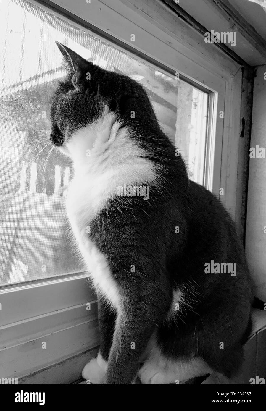 Cat looking out of window Black and White Stock Photos & Images - Alamy