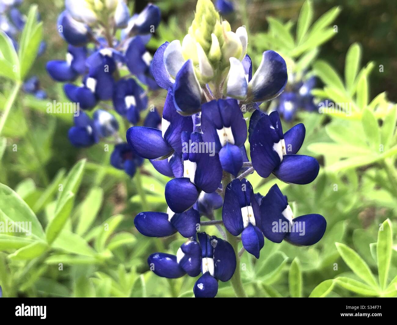 Bluebonnets - Smartphone Captured Stock Image