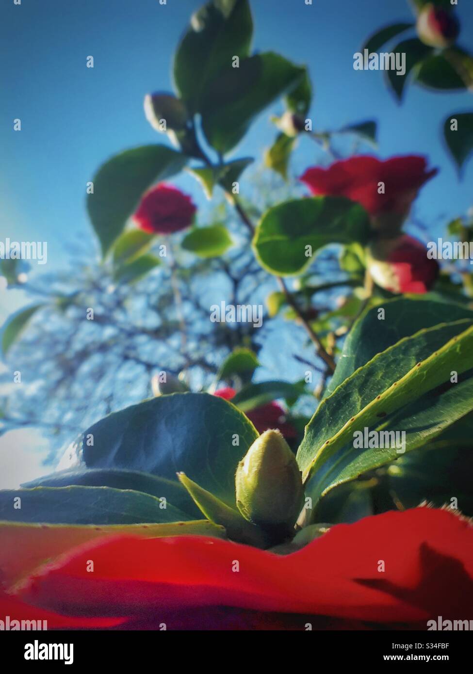 Red Camellia shrub. - Smartphone Captured Stock Image
