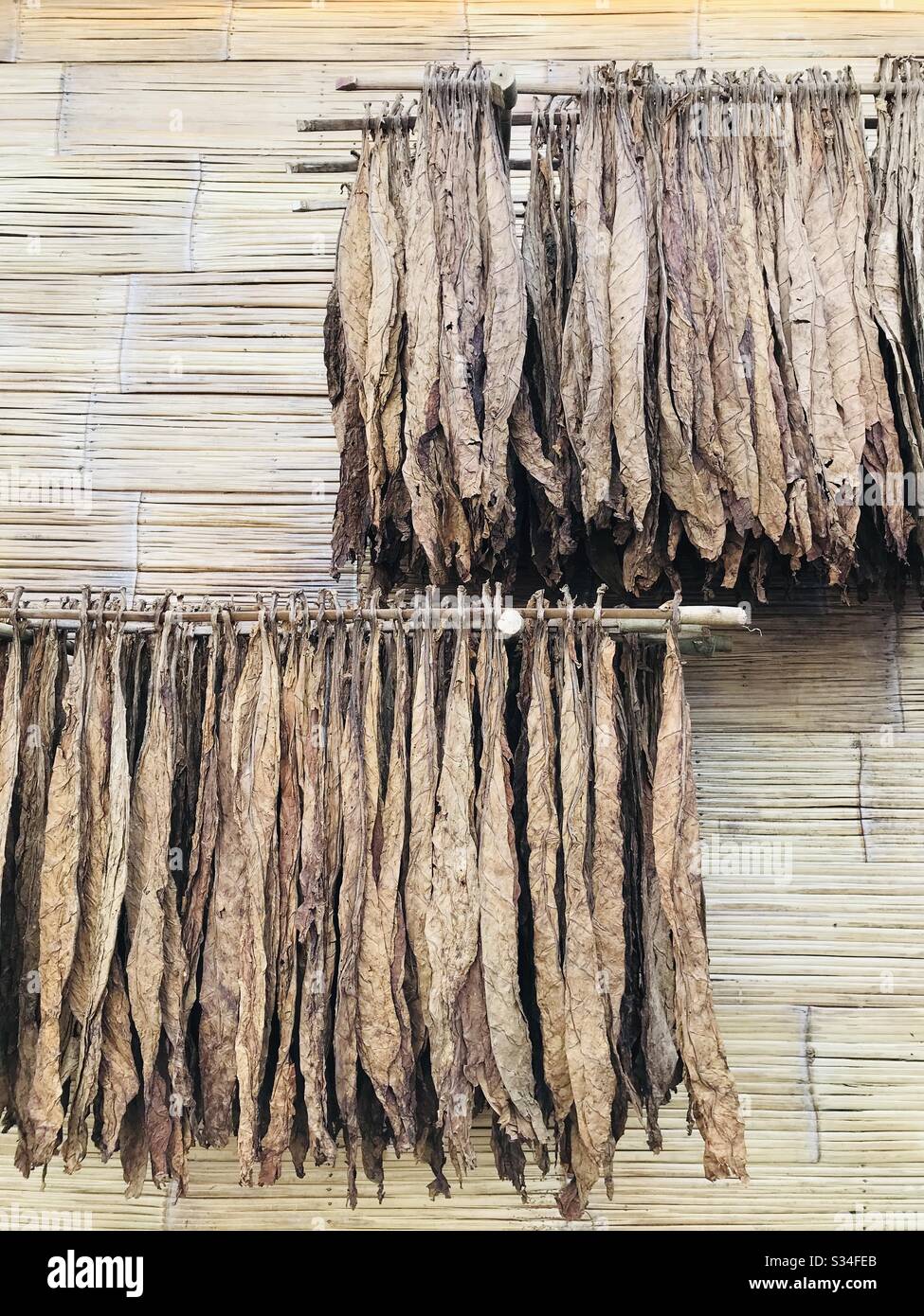 Tobacco leaves are hang dried under the sun for about two weeks. This a curing process integral in obtaining the quality and character of the leaves. Stock Photo