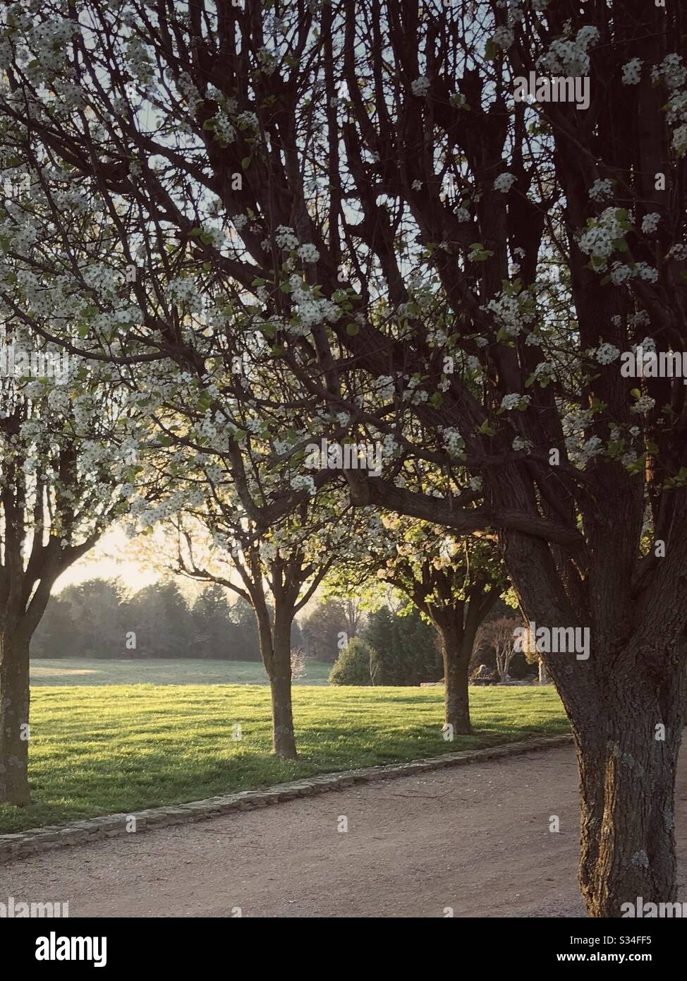 Lovely tree-lined road near sunset - Smartphone Captured Stock Image