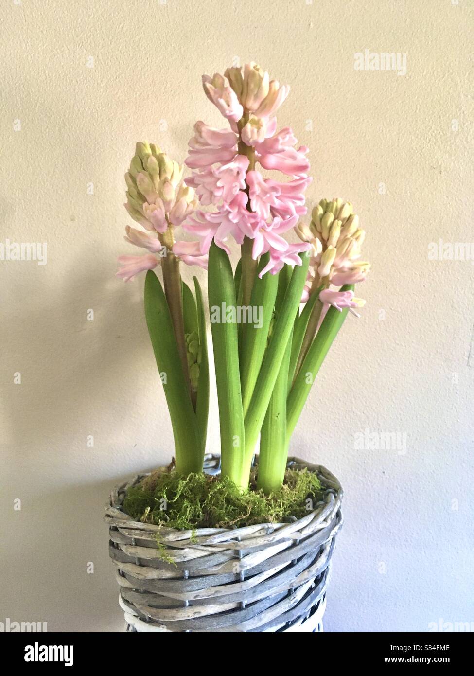 Basket of hyacinths with pink flowers - Smartphone Captured Stock Image
