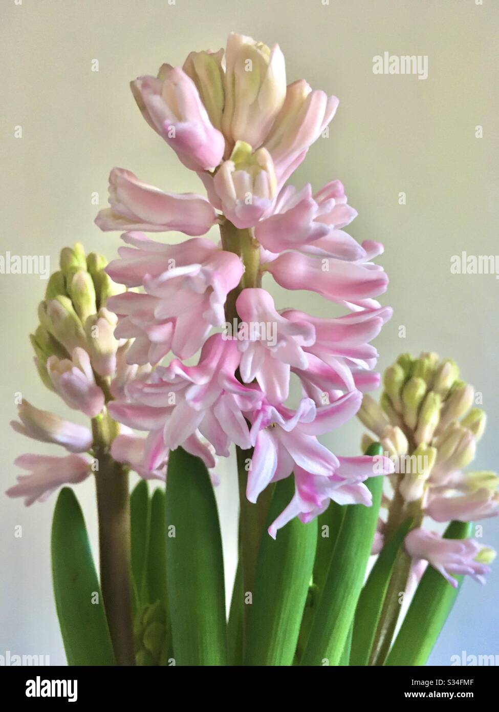 Up close hyacinth flower - Smartphone Captured Stock Image