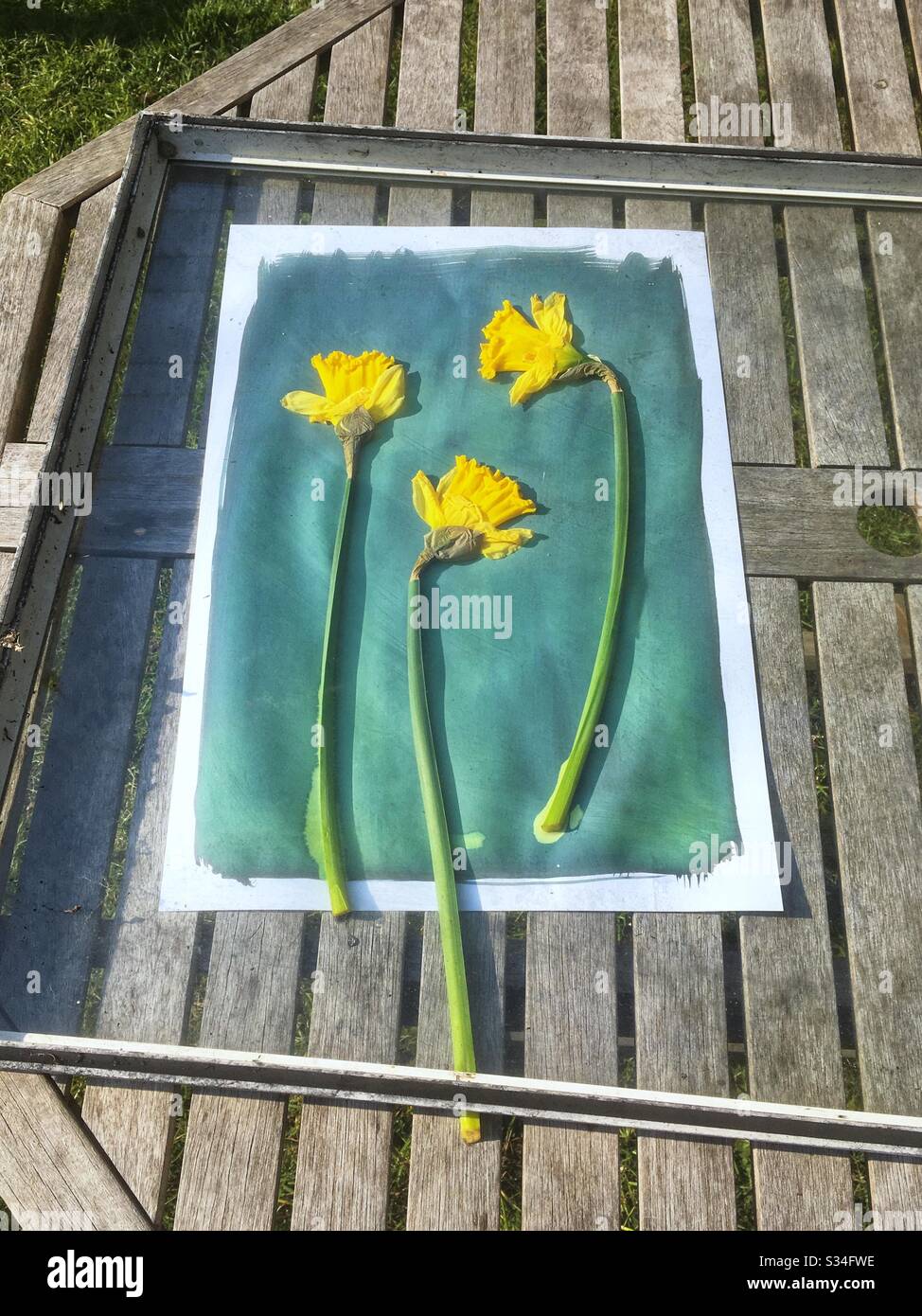 Making a cyanotype blue print. - Smartphone Captured Stock Image
