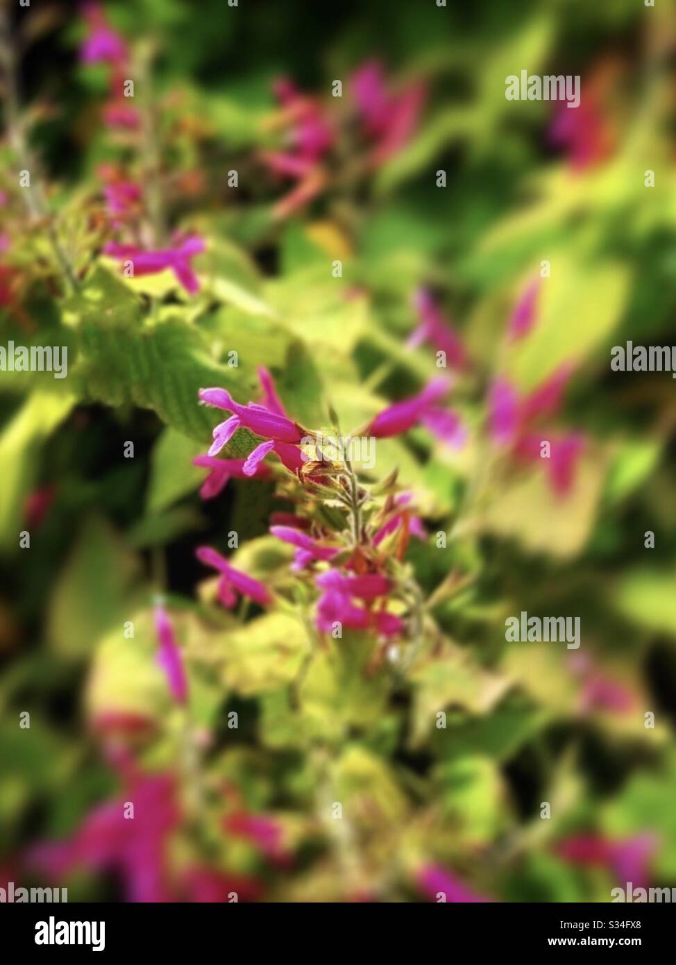 The Buds Of The Pink Salvia Coccinea Linn Flowers 粉紅色朱唇花之蕊 Stock Photo Alamy