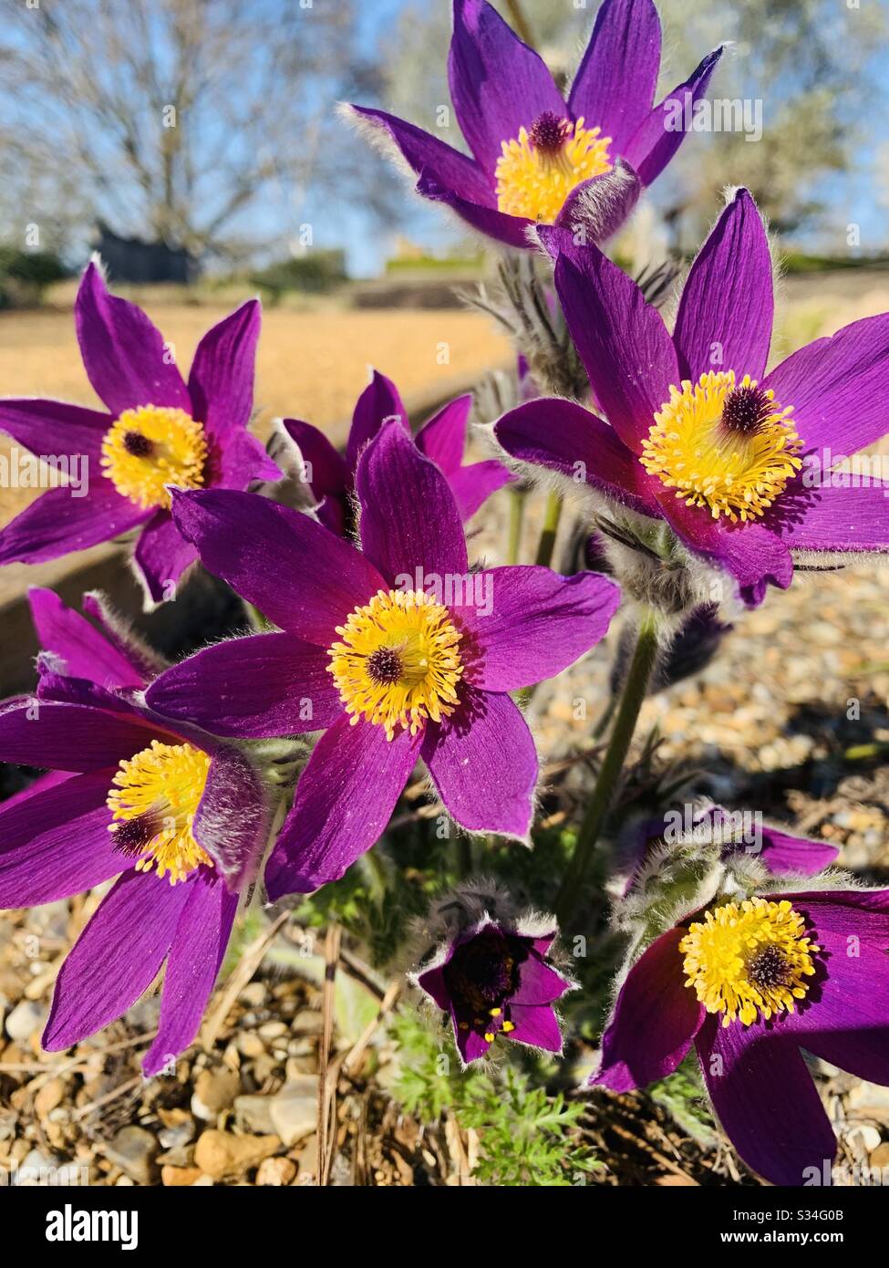 Purple flowers in the park pulsatilla Stock Photo
