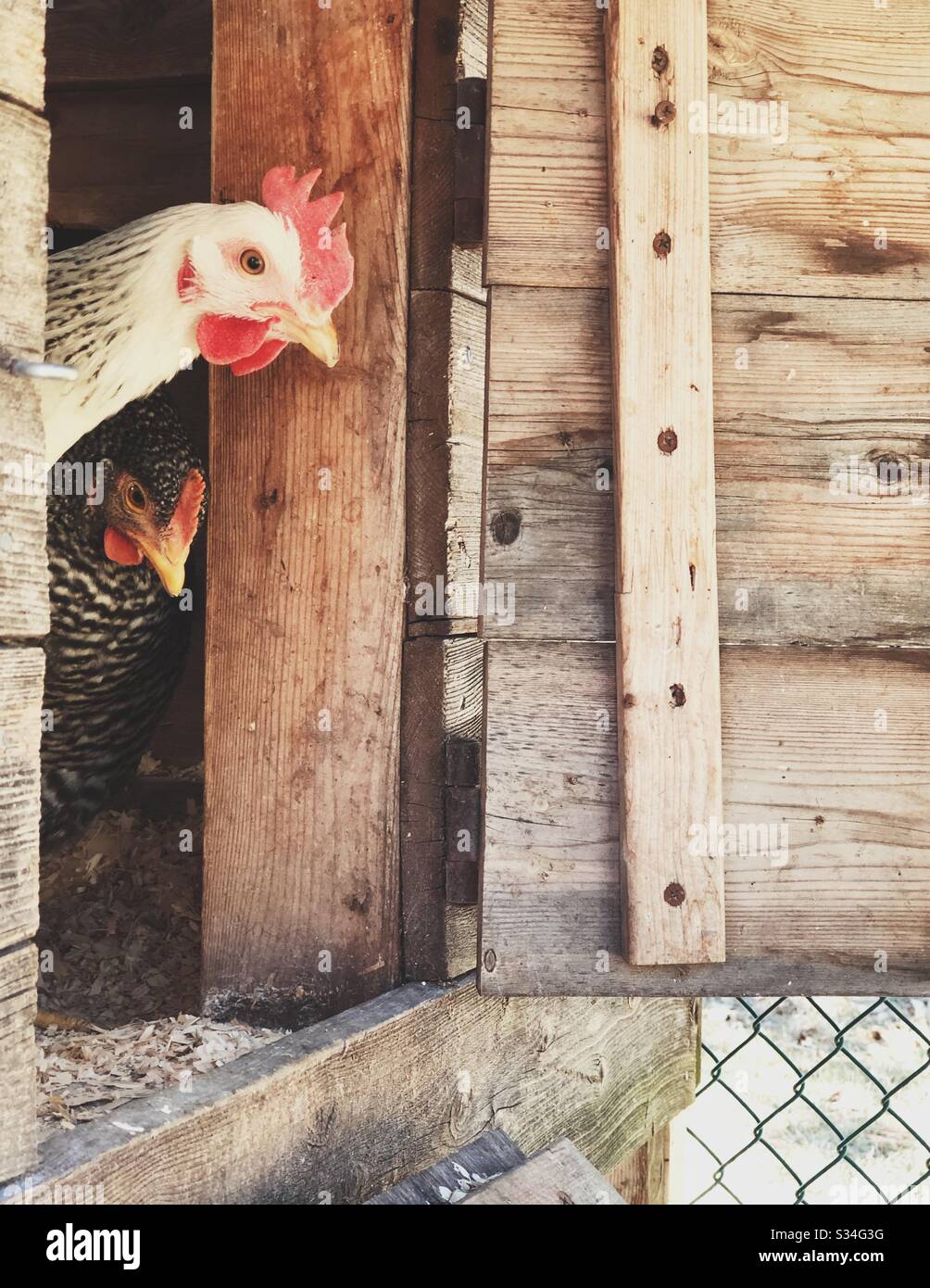 Two backyard chickens peeking out of their coop door - Smartphone Captured Stock Image