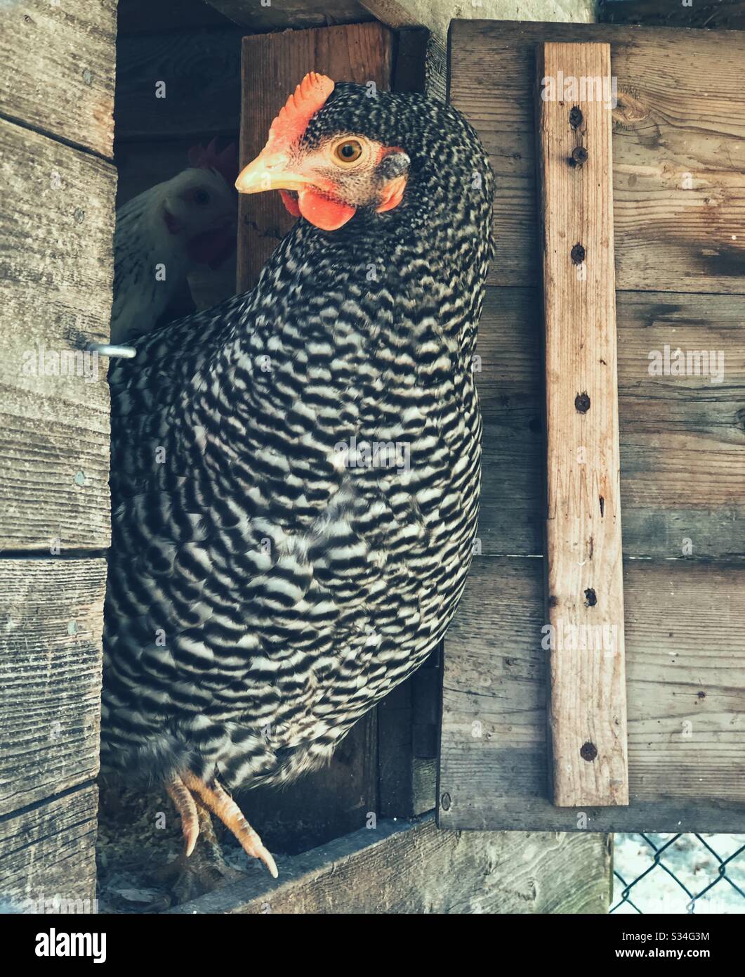 Portrait of a young Plymouth Rock hen - Smartphone Captured Stock Image