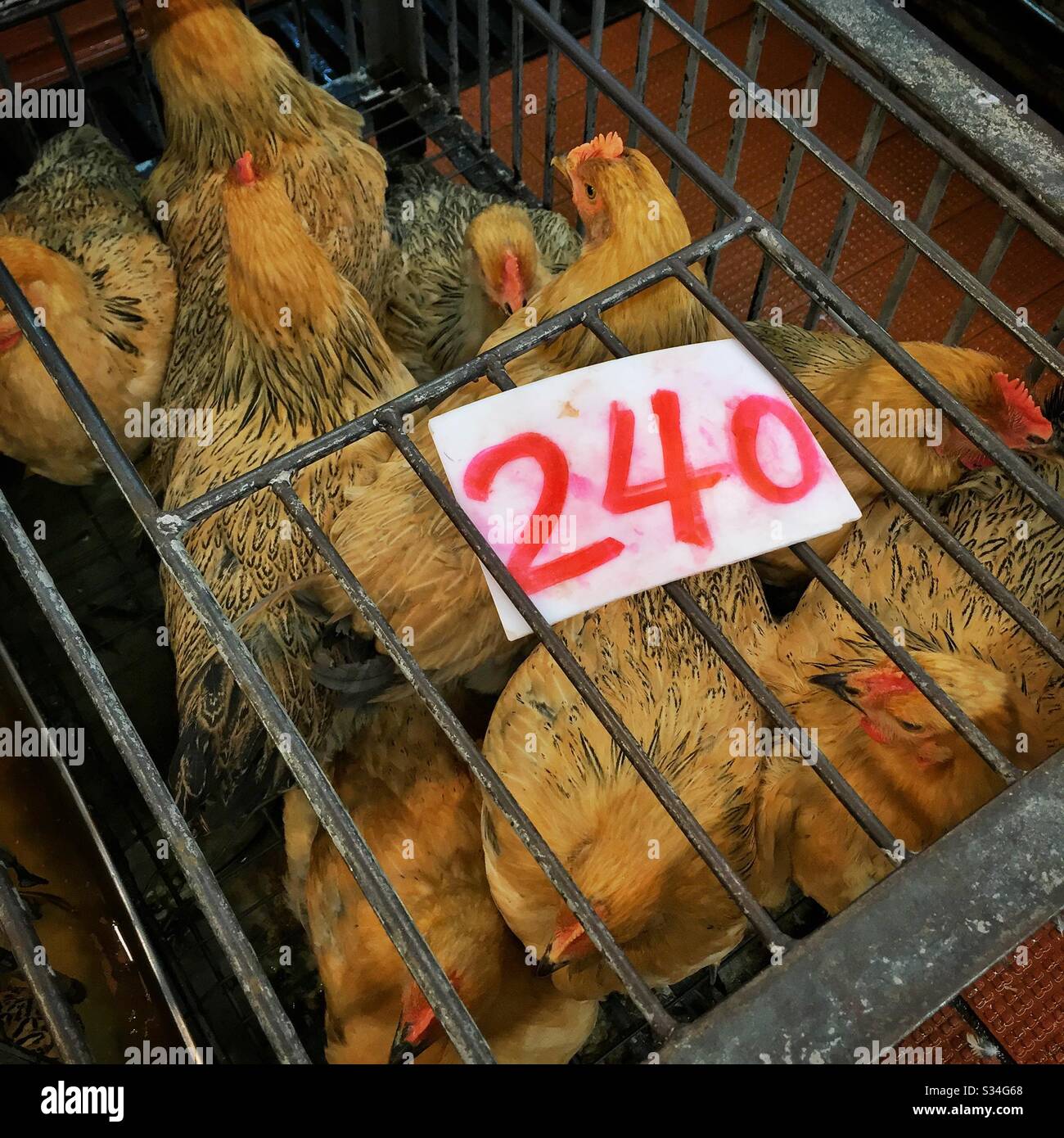 Live chickens for sale hires stock photography and images Alamy