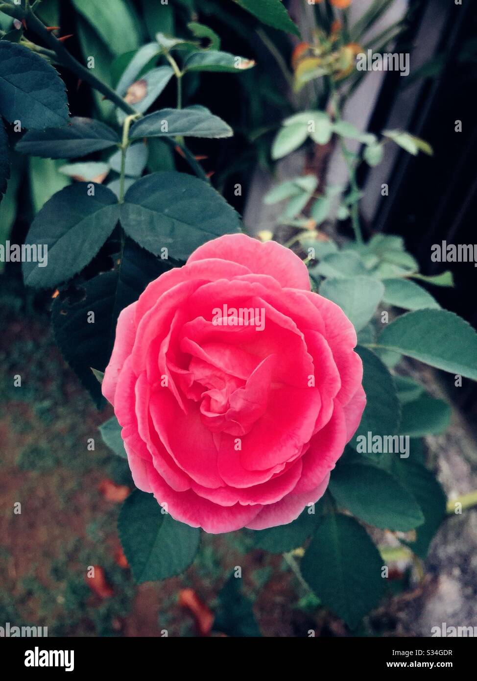 A rose plant just get bloomed. - Smartphone Captured Stock Image