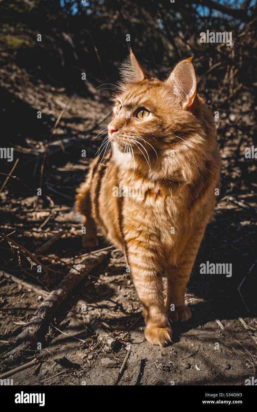 Orange cat in the woods hi-res stock photography and images - Alamy