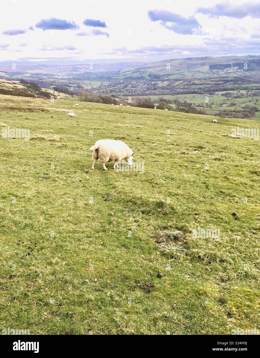 Sheep grazing in field Stock Photo - Alamy