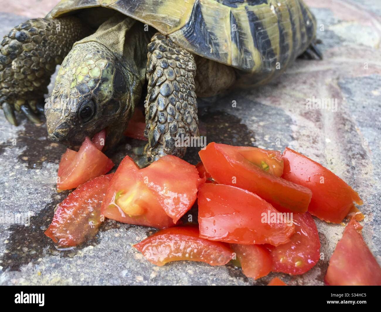 Tortoise Eating a Tomato Stock Photo Alamy