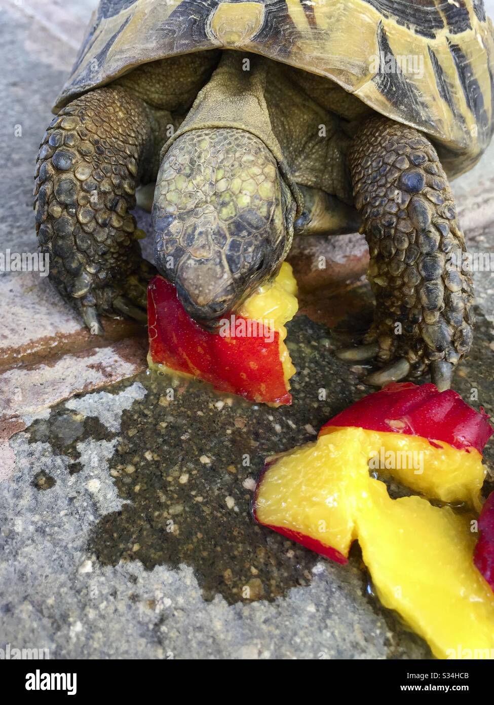 Tortoise Eating a Peach Fruit - Smartphone Captured Stock Image