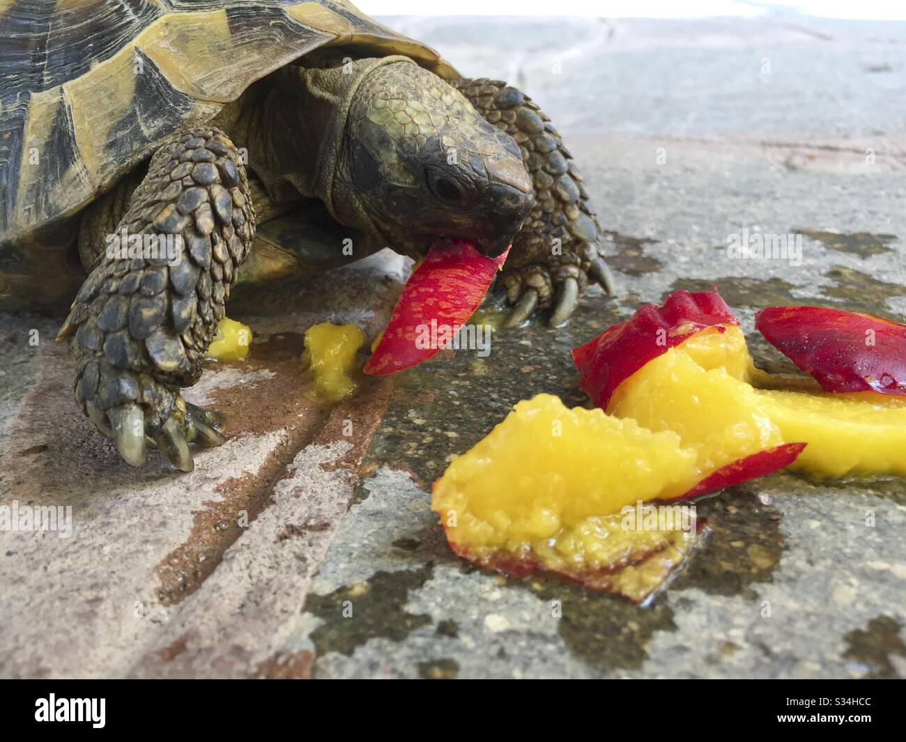 Tortoise Eating a Peach Fruit - Smartphone Captured Stock Image