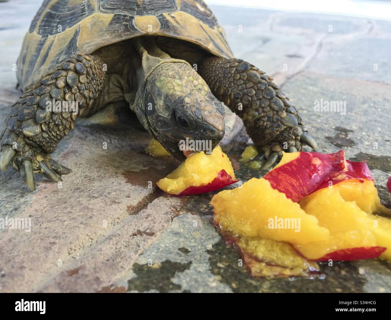 Tortoise Eating a Peach Fruit - Smartphone Captured Stock Image