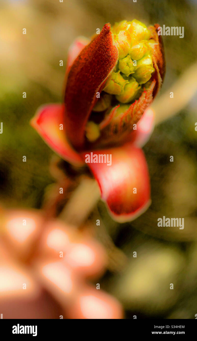 Macro photo of new bud of leafs on an oak tree in the sun at springtime - Smartphone Captured Stock Image