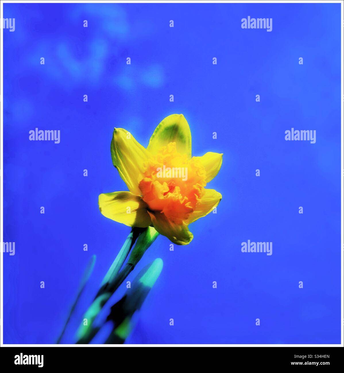 A single yellow daffodil. - Smartphone Captured Stock Image