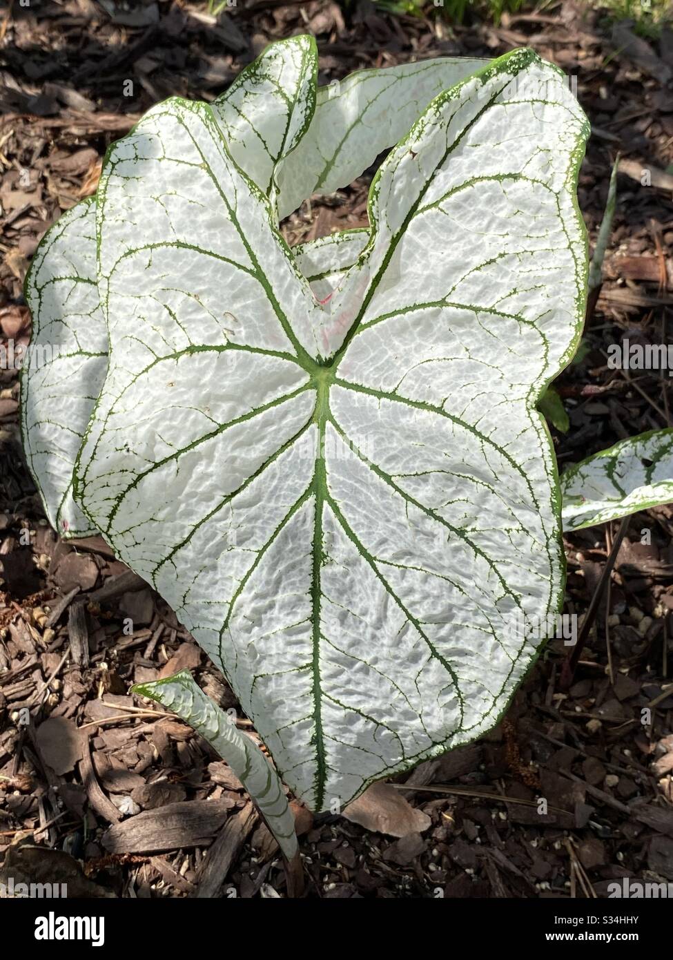 White caladiums with green stripes growing in a garden - Smartphone Captured Stock Image