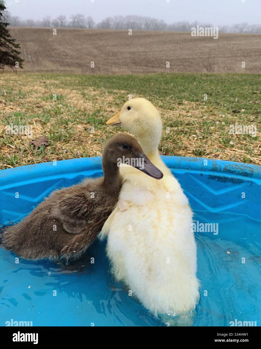 Two ducklings in a kiddie pool Stock Photo