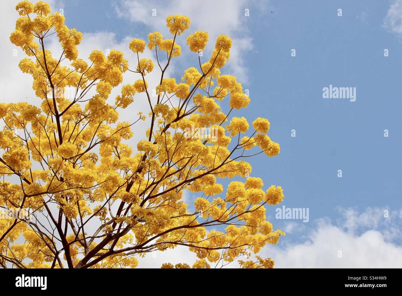 Yellow Guayacan tree in full bloom Stock Photo
