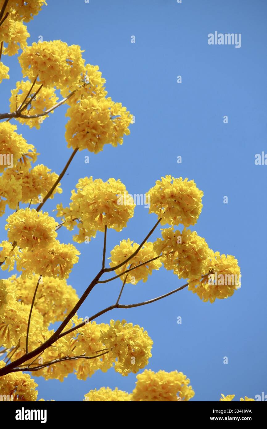 Yellow Guayacan tree in full bloom Stock Photo
