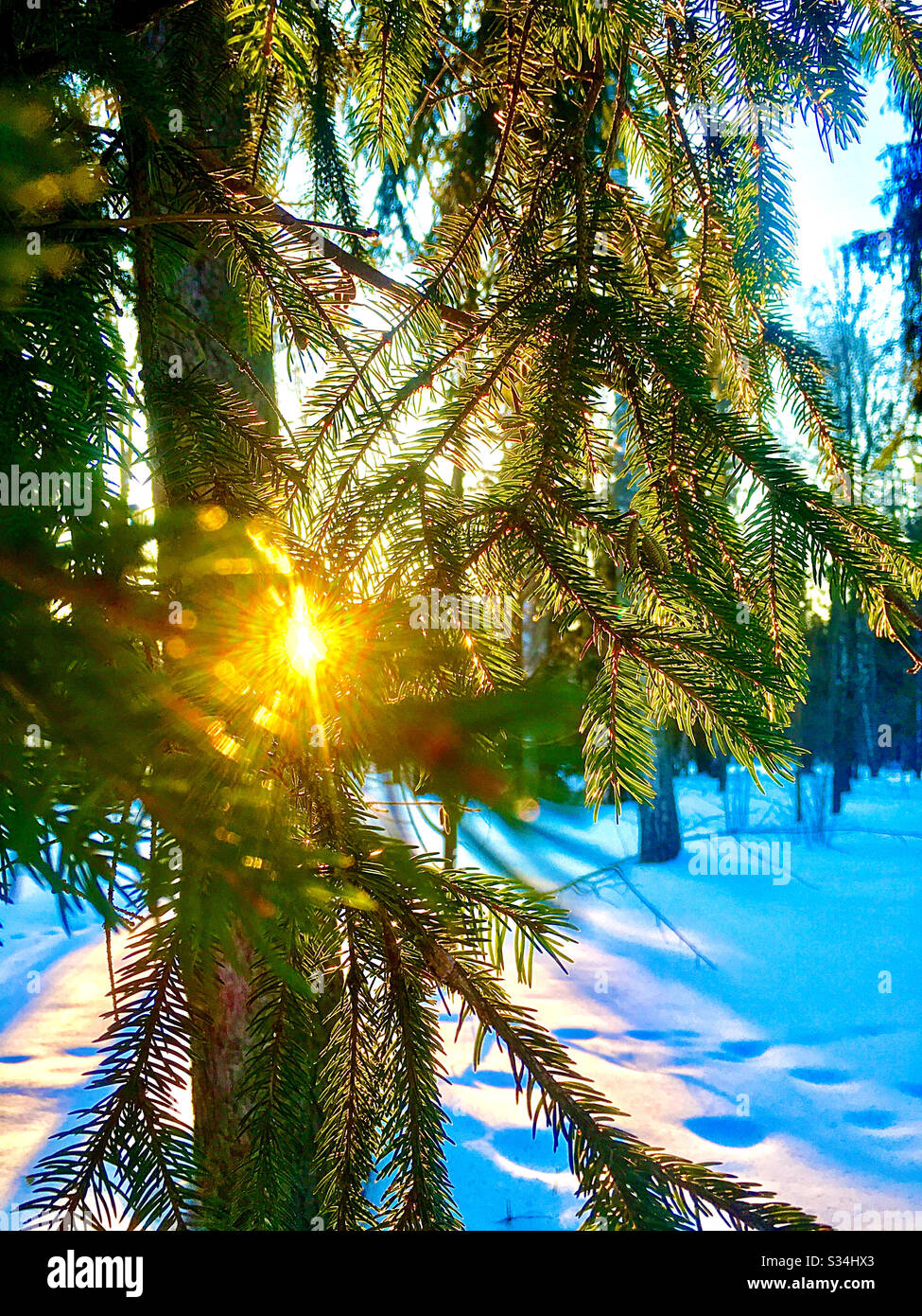 Sunset in the branches of a winter forest - Smartphone Captured Stock Image