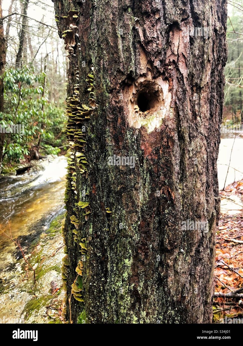 Tree in the woods with woodpecker hole and stream in background - Smartphone Captured Stock Image