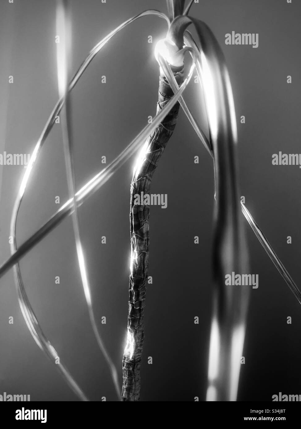 Drying dracaena under sunlight. London interior during coronavirus. - Smartphone Captured Stock Image